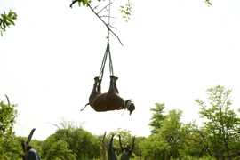 Umsiedlung eines Nashorns in Südafrika. Foto: WWF Südafrika