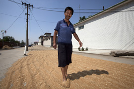 In China wird Getreide mangels anderer Möglichkeiten auch auf der Straße getrocknet. Foto: Harms
