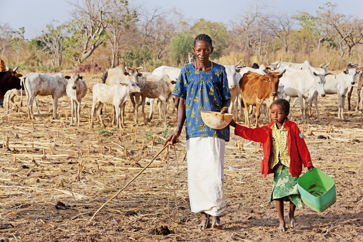 Reportage aus Burkina Faso: Milch von mageren Kühen. Foto: Stark