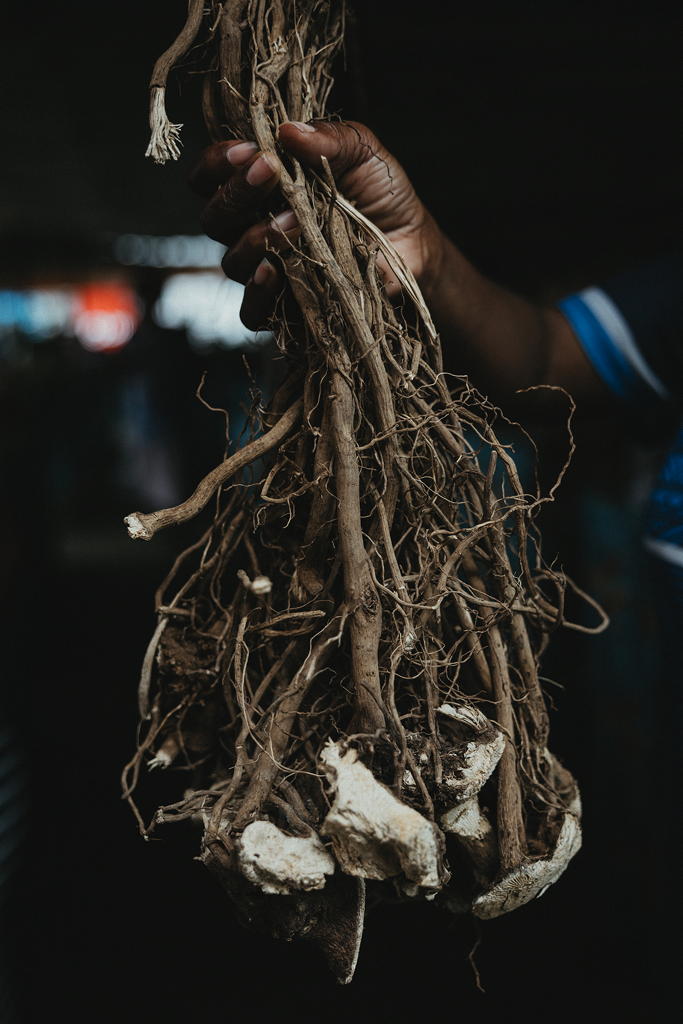 Kava-Wurzeln Die Wurzeln der Kava-Pflanze sehen knorrig aus. Aus ihnen lassen sich Heilmittel herstellen.